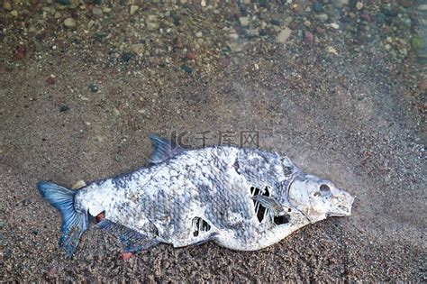 死魚處理|3种方法来判断鱼死没死